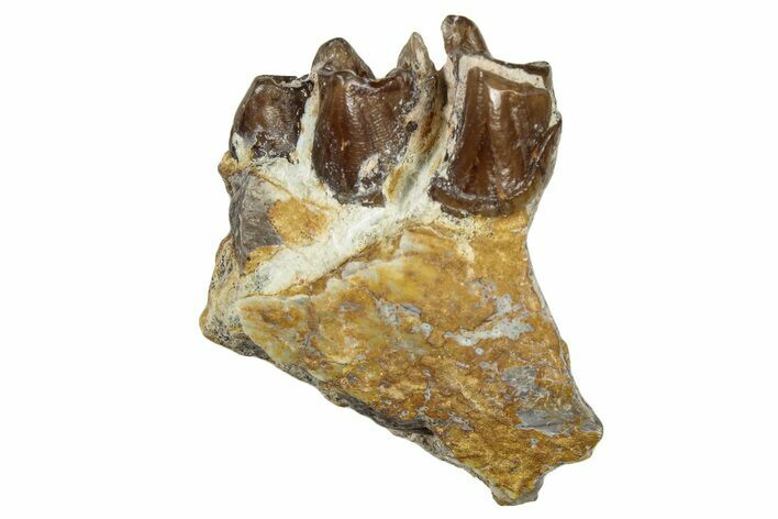 Fossil Oreodont (Merycoidodon) Jaw Section - South Dakota #300313